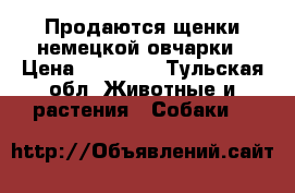 Продаются щенки немецкой овчарки › Цена ­ 10 000 - Тульская обл. Животные и растения » Собаки   